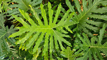 15 Lacy TREE PHILODENDRON Split Leaf Cut-leaf Selloum House Plant Seeds